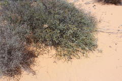 Babiana brachystachys