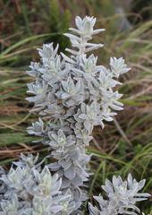 Xiphotheca fruticosa