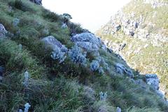 Xiphotheca fruticosa