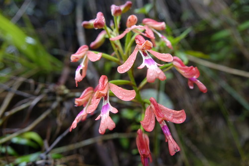 Cynorkis gibbosa