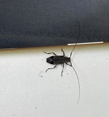 Hyperplatys maculatus