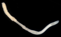 Cerebratulus