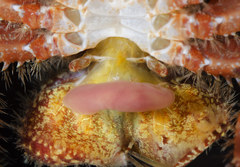 Briarosaccus tenellus