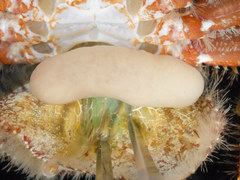 Briarosaccus tenellus