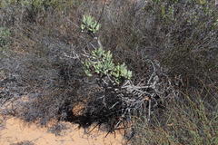 Cotyledon orbiculata orbiculata