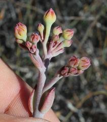 Cotyledon orbiculata orbiculata