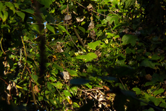 Passiflora urnifolia