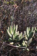 Cotyledon orbiculata orbiculata