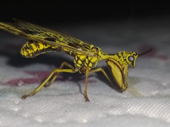 Paramantispa decorata