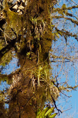 Tillandsia schreiteri