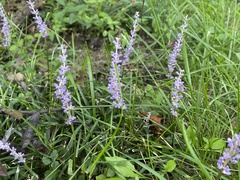 Liriope graminifolia
