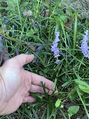Liriope graminifolia