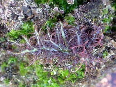 Chondracanthus teedei