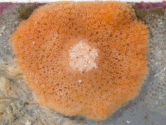 Celleporina