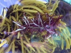 Chondracanthus teedei