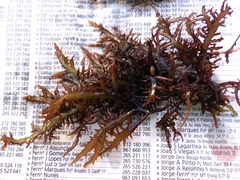 Chondracanthus teedei