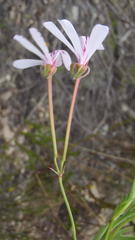 Pelargonium laevigatum laevigatum