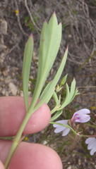Pelargonium laevigatum laevigatum