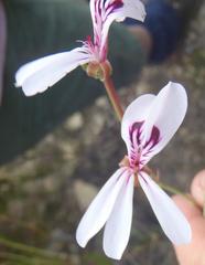 Pelargonium laevigatum laevigatum