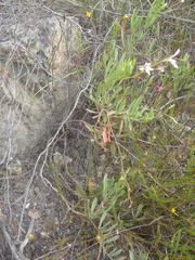 Pelargonium laevigatum laevigatum