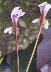 Pelargonium laevigatum laevigatum