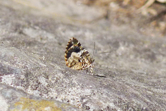 Heterusia