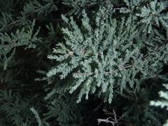 Asparagus capensis capensis