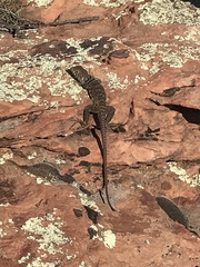 Crotaphytus
