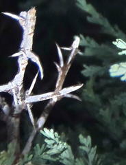 Asparagus capensis capensis