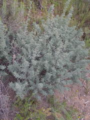 Asparagus capensis capensis