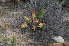 Crassula rupestris rupestris