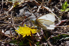 Tatochila stigmadice