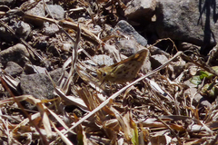 Hylephila ancora