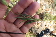 Dimorphotheca montana