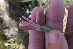 Dimorphotheca montana