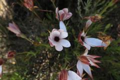 Dimorphotheca montana