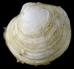 Parvilucina tenuisculpta