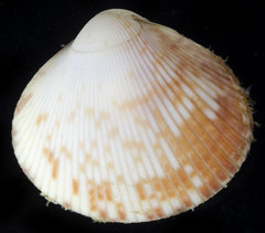 Keenocardium