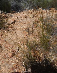 Rhodocoma fruticosa
