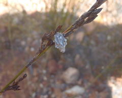 Rhodocoma fruticosa