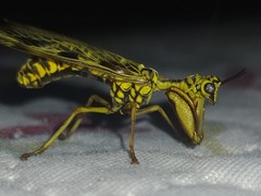 Paramantispa decorata