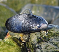 Mytilus chilensis