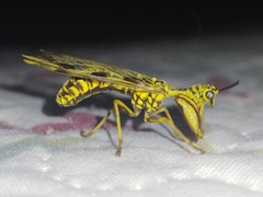 Paramantispa decorata