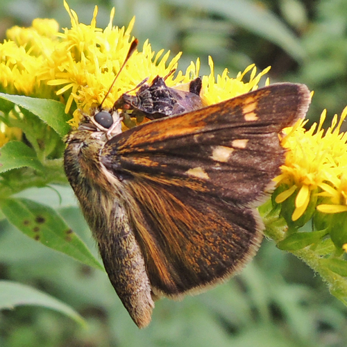 Tawny-edged Skipper photo 5
