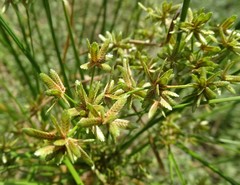 Cyperus ochraceus