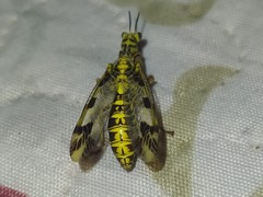 Paramantispa decorata