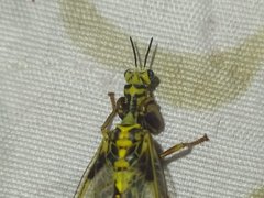 Paramantispa decorata