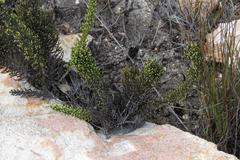 Dolichothrix ericoides