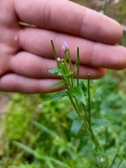 Epilobium adenocaulon
