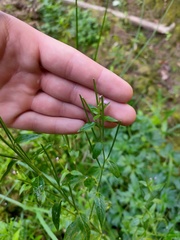 Epilobium adenocaulon